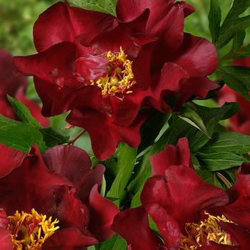 Paeonia - 'Scarlet Heaven' Itoh Peony