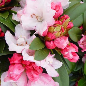 Rhododendron - 'Mardi Gras'