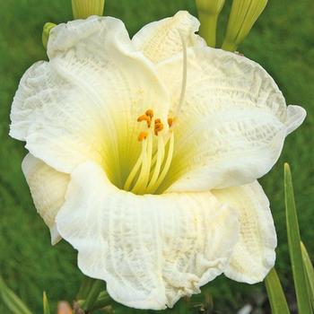 Hemerocallis - 'Gentle Shepherd' Daylily