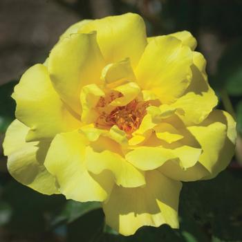 Rosa - 'Golden Showers' Climbing Rose
