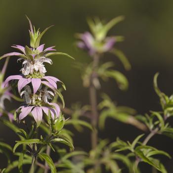 Monarda punctata - Spotted Bee Balm
