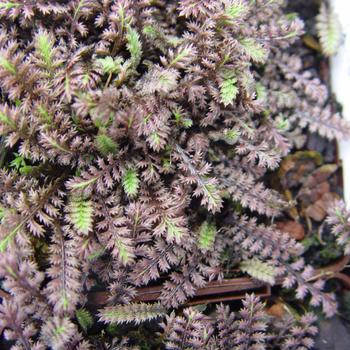 Leptinella squalida - 'Platt's Black' Black Brass Buttons