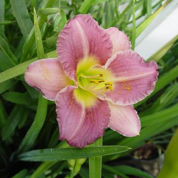 Hemerocallis - 'Entrapment' Daylily