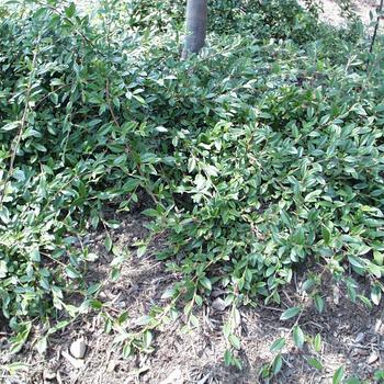 Cotoneaster salicifolius - 'Repens' Spreading Willowleaf Cotoneaster