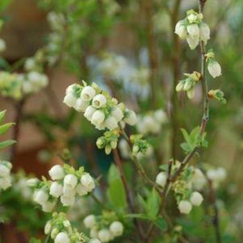 Vaccinium - 'Chippewa' Blueberry