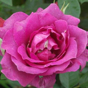Rosa - 'Intrigue' Floribunda Rose