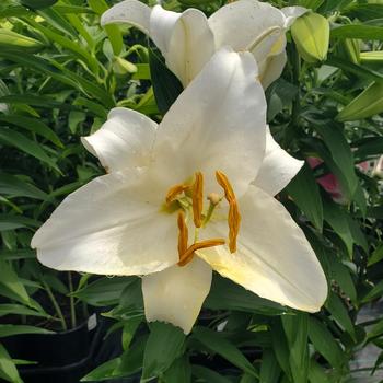 Lilium - 'Casa Blanca' Oriental Lily