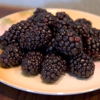 Rubus - 'Bristol' Black Raspberry