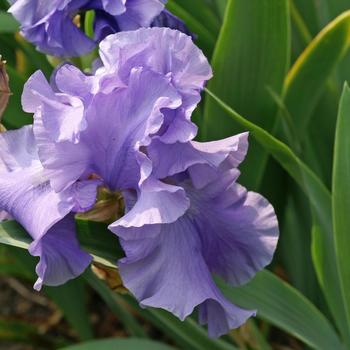Iris germanica - 'Breakers' Breakers Bearded Iris