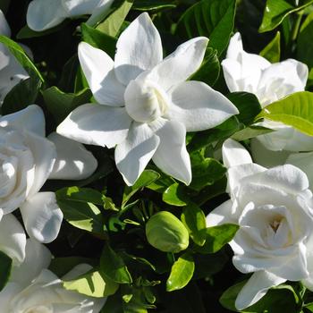 Gardenia jasminoides - 'Summer Snow&reg;'