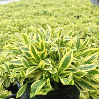 Silene dioica - 'Clifford Moor' Variegated Catch Fly