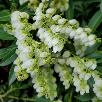 Pieris japonica - 'Purity' Lily of the Valley Shrub