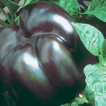 Capsicum annuum - ''Purple Beauty'' Bell Pepper