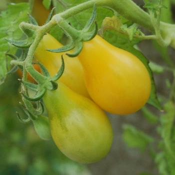 Lycopersicon esculentum (Tomato) - Culinary Couture&trade; ''Yellow Pear''