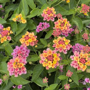 Lantana camara - Bandana&reg; 'Mango'