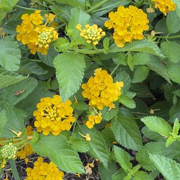 Lantana camara - Bandana&reg; Gold