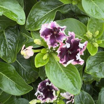 Catharanthus (Vinca) - Soiree&reg; Flamenco 'Plum Velvet'