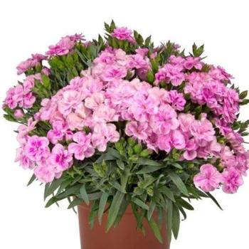 Dianthus - 'Peman Fancy Lilac'