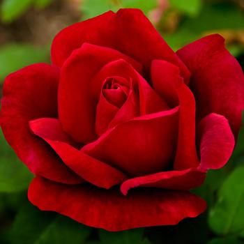 Rosa - 'Chrysler Imperial' Rose