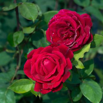 Rosa - 'Mister Lincoln' Hybrid Tea Rose