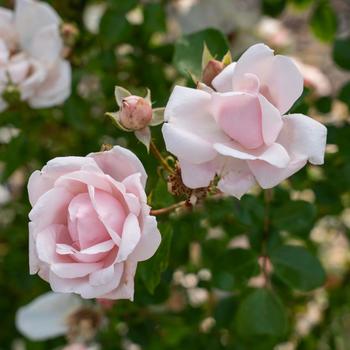 Rosa - 'New Dawn' Rose