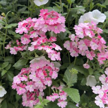 Verbena - Superbena&reg; 'Sparkling Rose'