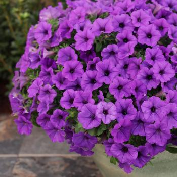Petunia - Supertunia Mini Vista&reg; 'Indigo'