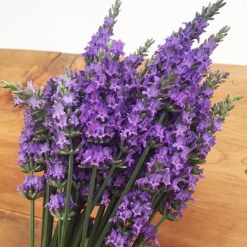 Lavandula x intermedia - Lavender Sensational!&trade;
