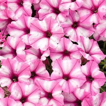 Petunia - Supertunia&reg; 'Mini Vista&trade; Pink Star'