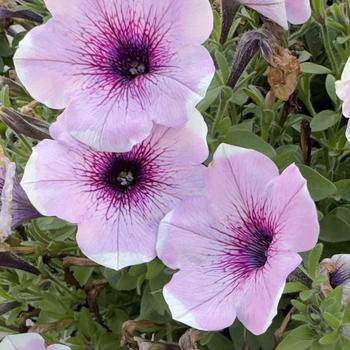 Petunia - 'Potunia Plus Lavender Touch'