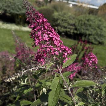 Buddleia davidii (Butterfly Bush) - Monarch&reg; 'Cherry Royale'