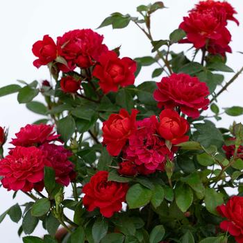 Rosa (Rose) - Sunblaze&reg; Watermelon