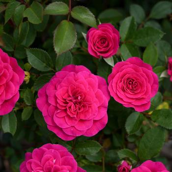 Rosa (Rose) - Sunblaze&reg; 'Dragon Fruit'