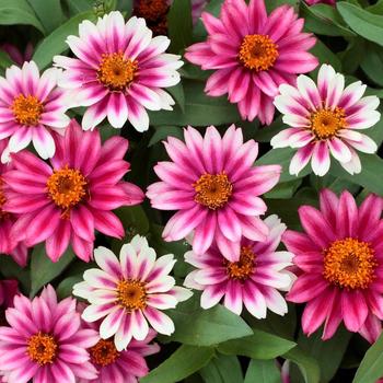 Zinnia - 'Profusion Cherry Bicolor'