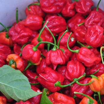 Capsicum chinenese - 'Trinidad Scorpion' Hot Pepper