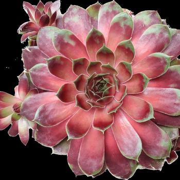Sempervivum - Colorockz® 'Coconut Crystal' Hen and Chicks