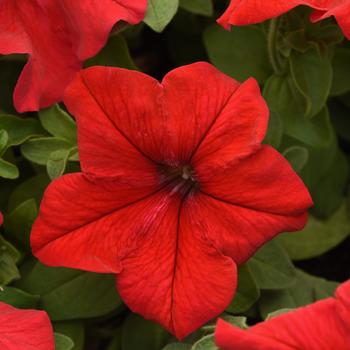 Petunia hybrida - 'Supercascade Red'