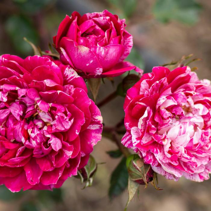 Sunblaze&reg; Candy - Rosa (Rose) from Milmont Greenhouses