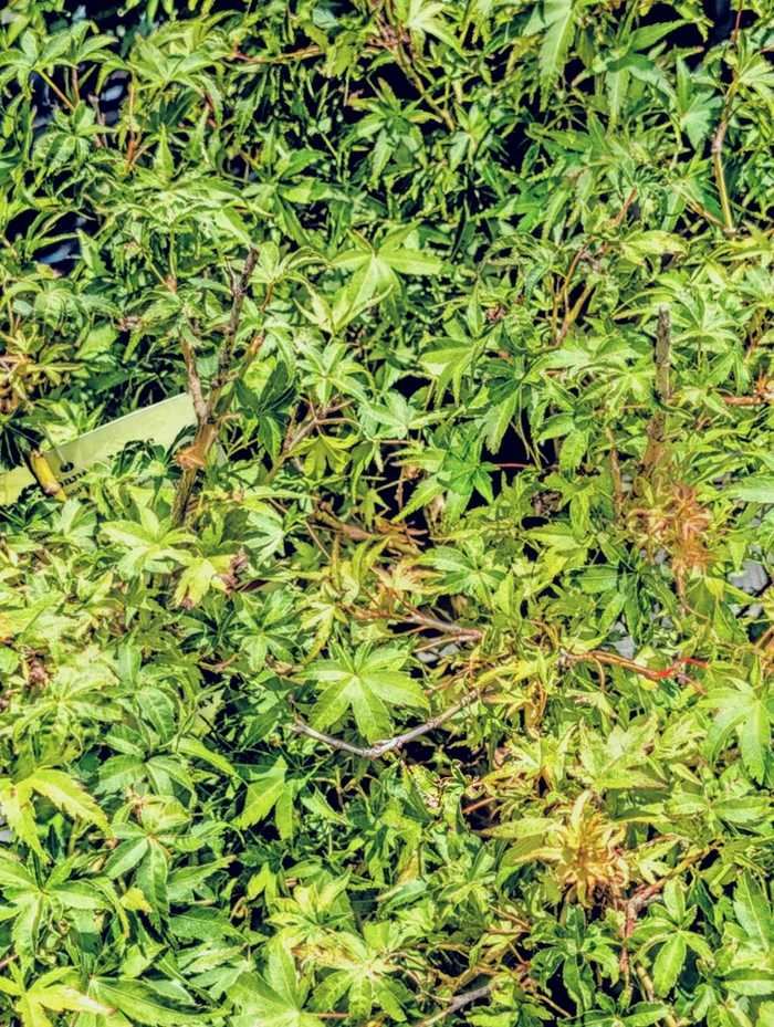 'Lima Gold' Japanese Maple - Acer palmatum from Milmont Greenhouses